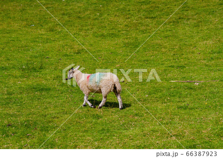 Many sheeps eating grass around Lake Windermere 66387923