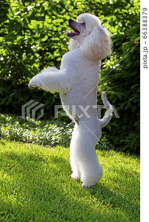 image of dog grass background image of dog grass background 66388379