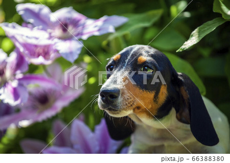 image of dog summer garden image of dog summer garden 66388380
