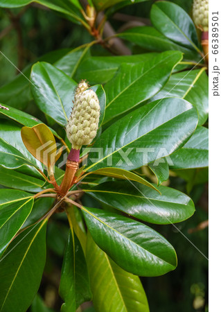 Magnolia fruit on the green leaves background 66389501