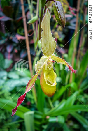 Orchid, phragmipedium grande, closeup view 66389683
