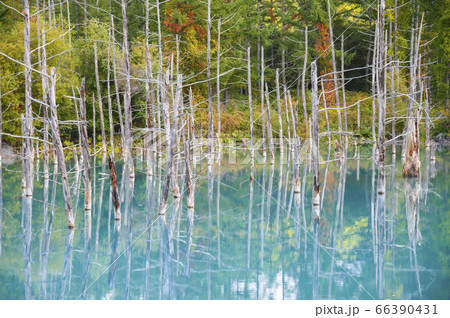 Beautiful early Autumn view of Shirogane blue pond or aoike in Biei town in Hokkaido, Japan 66390431