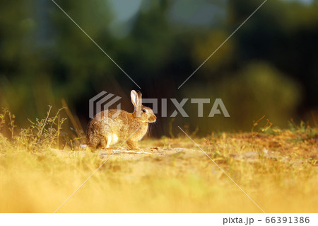 Rabbit in spring meadow. Cute rabbit sitting in 66391386