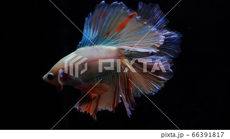熱帯魚　ベタ　フルムーンミラージュ 66391817
