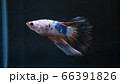 熱帯魚　ベタ　ローズテールマーブル 66391826