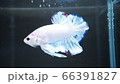 熱帯魚　ベタ　ジャイアントハーフムーンプラカット マーブル 66391827
