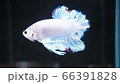 熱帯魚　ベタ　ジャイアントハーフムーンプラカット マーブル 66391828