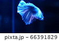 熱帯魚　ベタ　スーパーデルタシルバーカッパー 66391829