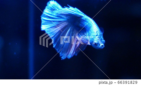 熱帯魚　ベタ　スーパーデルタシルバーカッパー 66391829