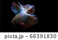 熱帯魚　ベタ　フルムーンミラージュ 66391830
