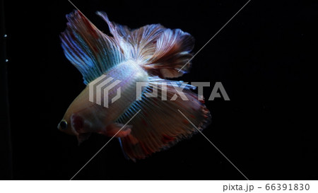 熱帯魚　ベタ　フルムーンミラージュ 66391830