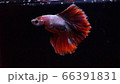 熱帯魚　ベタ　ローズテールバイカラー 66391831