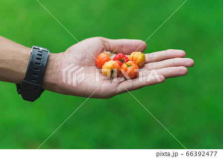 Handful of red fruits (Barbados or Thai cherry) on a hand's palm 66392477