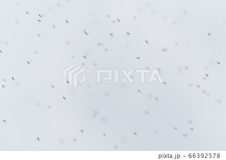 Defocused scene of mass migration of flying ants against the sky. Insects can become pests or invade a new ecosystem as alien species. To stop them, agriculture and pest control use insecticides. Defocused scene of mass migration of flying ants against the sky. Insects can become pests or invade a new ecosystem as alien species. To stop them, agriculture and pest control use insecticides. 66392578