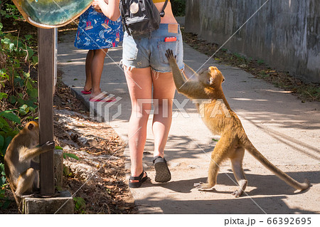 Monkey begs food from a walking traveler, touching the shorts' rear pocket with a smartphone. Thefts of phones and cameras committed by wild monkeys are not uncommon 66392695