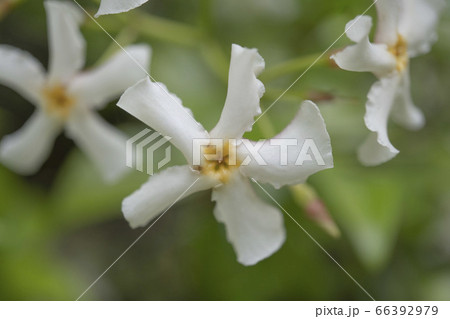 テイカカズラの花のアップ 66392979