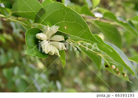 エゴノネコアシアブラムシの虫こぶ エゴノネコアシアブラムシの虫こぶ 66393193