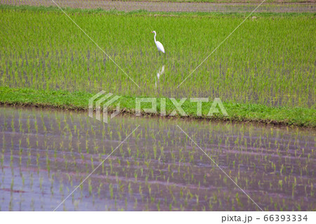 田植えの済んだ田んぼと白鷺	 66393334