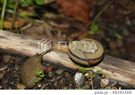 ミスジマイマイ ミスジマイマイ 66393369