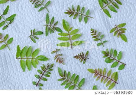 収穫後、洗ってペーパータオルの上に並べた木の芽（山椒の若葉） 66393630