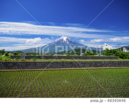 田園風景(富士山、初夏) 田園風景(富士山、初夏) 66393646