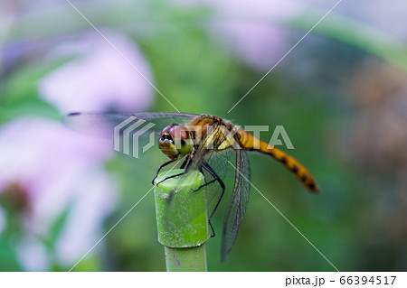 竿の先に止まったトンボ 竿の先に止まったトンボ 66394517