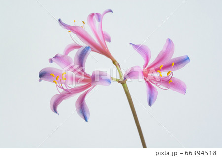 白背景の虹色の花 66394518