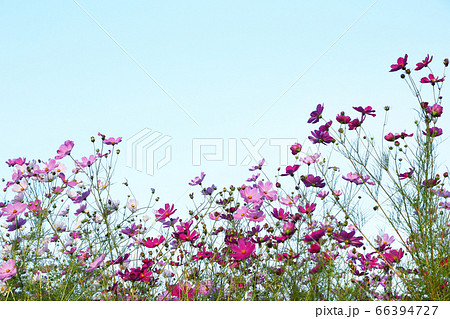 コスモスの花 コスモスの花 66394727