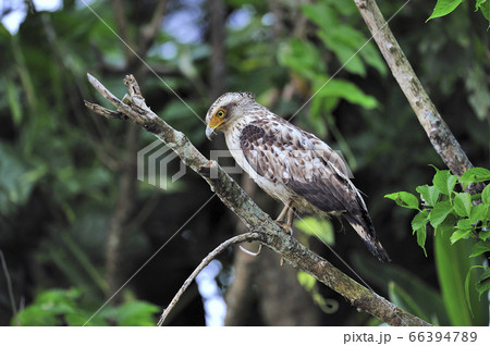 カンムリワシの幼鳥(沖縄県・石垣島) カンムリワシの幼鳥(沖縄県・石垣島) 66394789