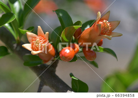 ザクロの花 ザクロの花 66394858