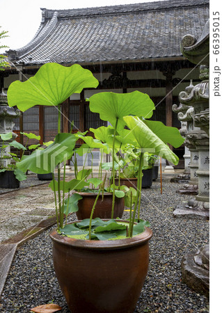 あじさい寺で有名な頼光寺の蓮の葉 66395015