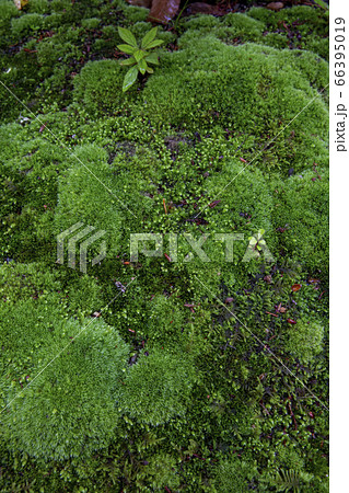 あじさい寺で有名な頼光寺 66395019