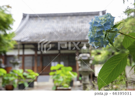 あじさい寺で有名な頼光寺の紫陽花 66395031