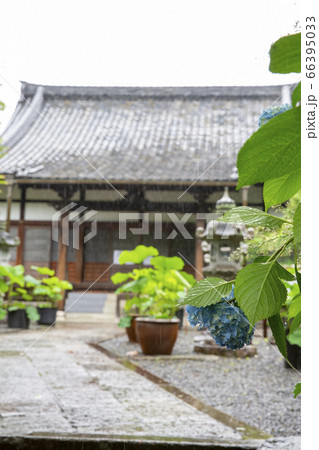 あじさい寺で有名な頼光寺の紫陽花 66395033