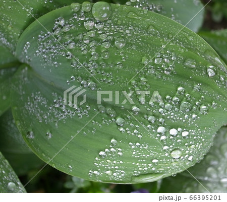 水滴 水滴 66395201