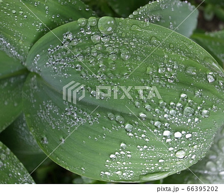 水滴 水滴 66395202