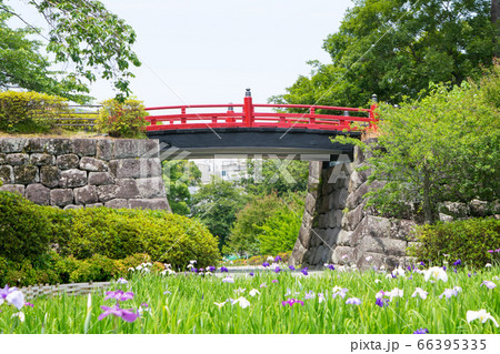 神奈川県　小田原城　本丸東堀菖蒲園 66395335
