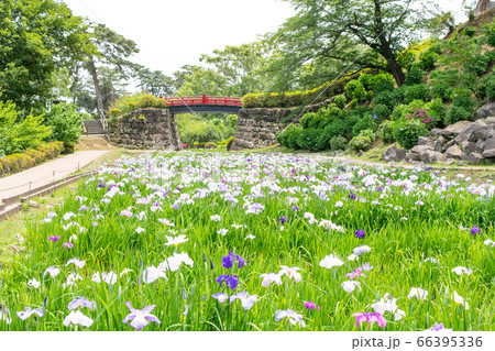 神奈川県　小田原城　本丸東堀菖蒲園 66395336