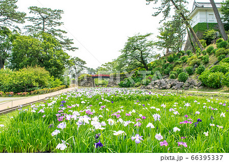 神奈川県　小田原城　本丸東堀菖蒲園 66395337