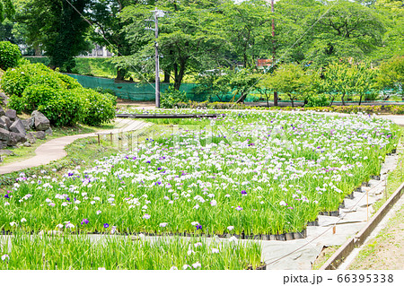 神奈川県　小田原城　本丸東堀菖蒲園 66395338
