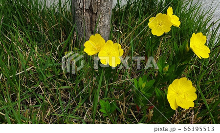 フル 花 屋外 66395513