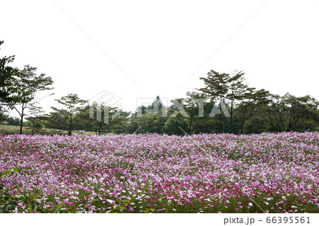 信州　高原のコスモス 66395561
