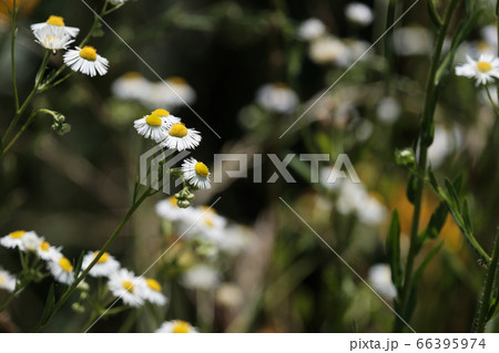 白いヒメジョオンの花 初夏 野草 白いヒメジョオンの花 初夏 野草 66395974