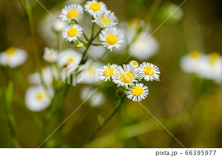 白いヒメジョオンの花 初夏 野草の写真素材