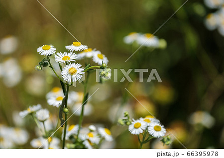白いヒメジョオンの花　初夏　野草 66395978