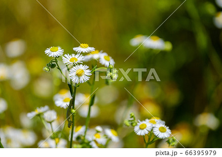 白いヒメジョオンの花　初夏　野草 66395979