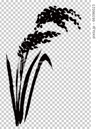 稲穂　水彩画 66396023