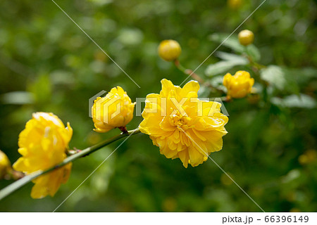 ヤマブキ 66396149