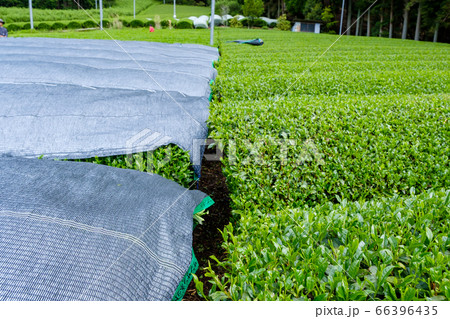 かぶせ茶　被覆栽培　京都府和束町 66396435