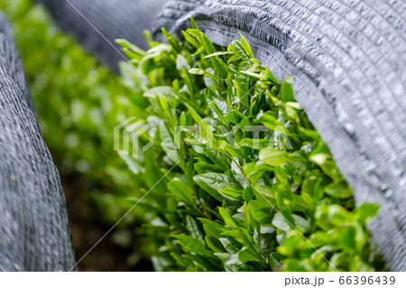 かぶせ茶 被覆栽培 京都府和束町 かぶせ茶 被覆栽培 京都府和束町 66396439